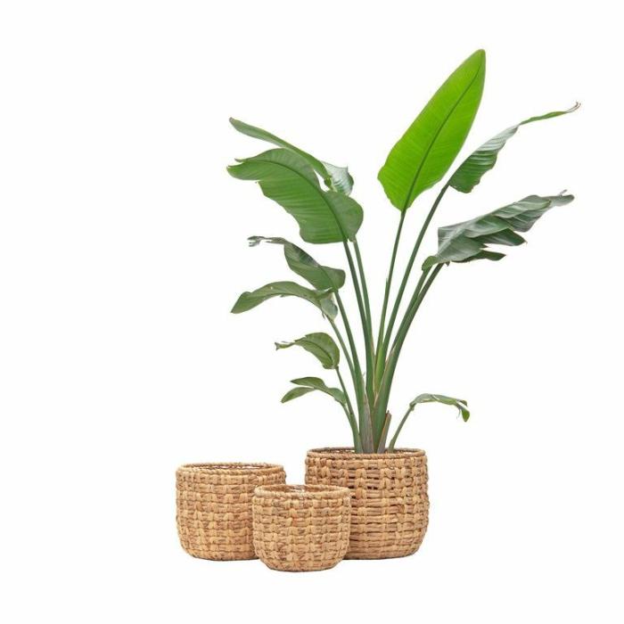 Baskets & Pot Bags | Corfu Planter Basket Baskets & Pot Bags Baskets & Pot Bags