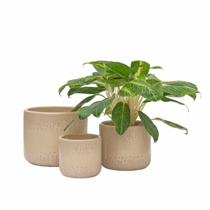 Indoor Pots | Zoey Planter Blush Indoor Pots Blush